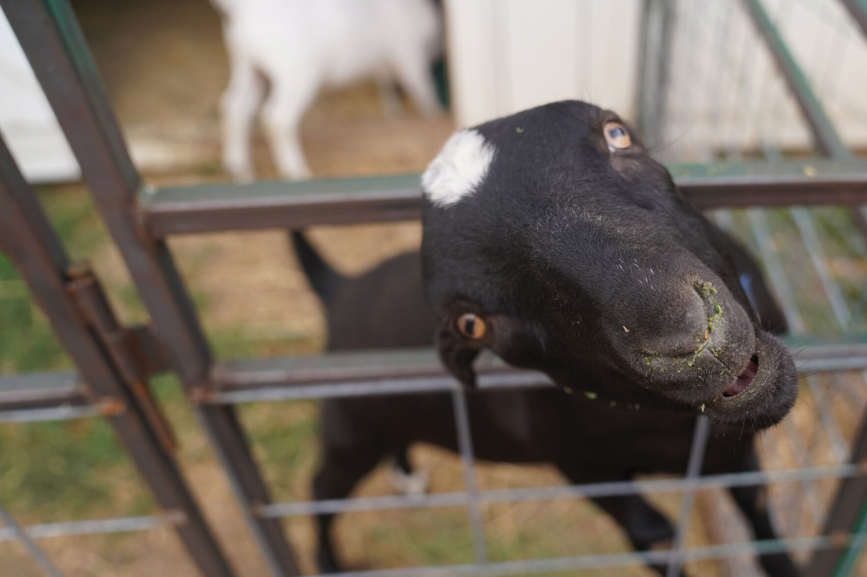 Goat Show Standalones 002.jpg